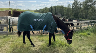 Illustration de l'article : Livré à lui-même après le décès de son propriétaire, ce cheval sauvé d'un ruisseau gelé trouve une famille aimante