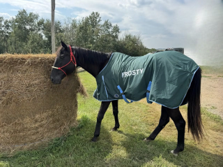 Illustration de l'article : Livré à lui-même après le décès de son propriétaire, ce cheval sauvé d'un ruisseau gelé trouve une famille aimante
