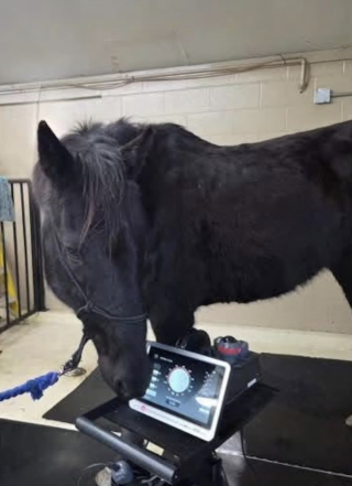 Illustration de l'article : Livré à lui-même après le décès de son propriétaire, ce cheval sauvé d'un ruisseau gelé trouve une famille aimante