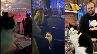 Illustration de l'article : Depuis qu’ils squattent les pubs et les concerts de leur ville, ces 2 chats errants sont devenus de véritables stars (vidéo)