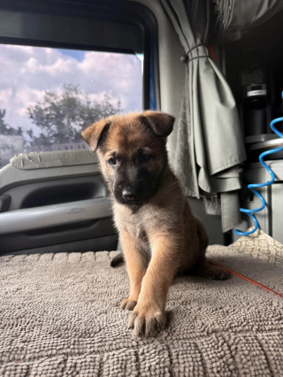 Illustration de l'article : Un routier s'arrête pour parler à un policier, entend les cris d’un chiot abandonné et repart avec un nouveau copilote