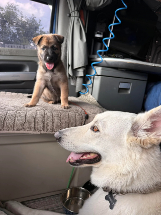 Illustration de l'article : Un routier s'arrête pour parler à un policier, entend les cris d’un chiot abandonné et repart avec un nouveau copilote