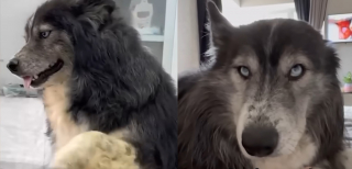 Illustration de l'article : Sauvé de la négligence et de la gale, ce chien métamorphosé retrouve confiance auprès de 2 oursons orphelins et rejoint le foyer idéal