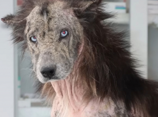 Illustration de l'article : Sauvé de la négligence et de la gale, ce chien métamorphosé retrouve confiance auprès de 2 oursons orphelins et rejoint le foyer idéal
