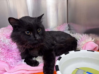 Illustration de l'article : Retrouvés couverts de cendres après les incendies, 3 chatons survivent aux flammes et commencent une nouvelle vie loin du danger