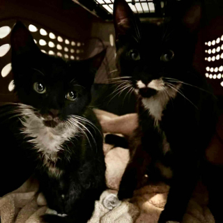 Illustration de l'article : Retrouvés couverts de cendres après les incendies, 3 chatons survivent aux flammes et commencent une nouvelle vie loin du danger