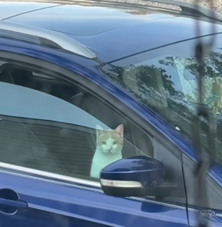 Illustration de l'article : &laquo; J'&eacute;tais compl&egrave;tement sous le choc &raquo;, il surprend un chat install&eacute; dans sa voiture comme s'il &eacute;tait chez lui (vid&eacute;o)
