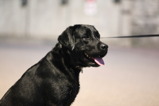 Illustration de l'article : Les chiens transpirent-ils par la langue quand ils ont chaud ?
