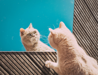 Illustration de l'article : Pourquoi votre chat se met-il &agrave; gratter fr&eacute;n&eacute;tiquement les miroirs ou les vitres ?