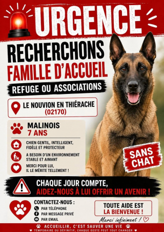 Illustration de l'article : Une cagnotte est lancée pour un chien retrouvé enfermé dans un garage et qui cherche une famille d’accueil