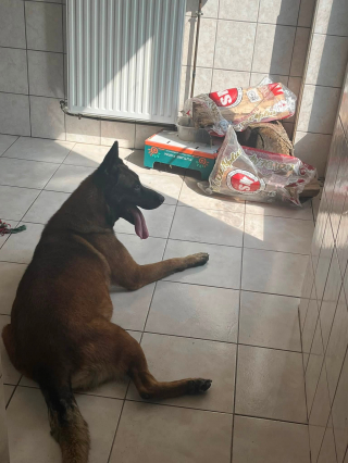 Illustration de l'article : Une cagnotte est lancée pour un chien retrouvé enfermé dans un garage et qui cherche une famille d’accueil