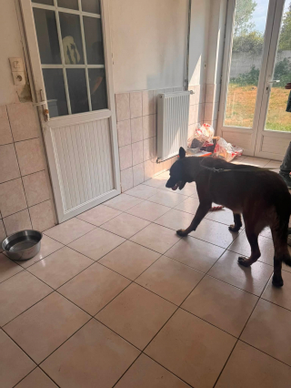 Illustration de l'article : Une cagnotte est lancée pour un chien retrouvé enfermé dans un garage et qui cherche une famille d’accueil