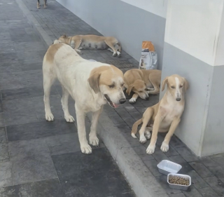 Illustration de l'article : En pleine canicule, ces chiens errants ont trouvé refuge à l’entrée d’un supermarché climatisé pour échapper à la chaleur (vidéo)