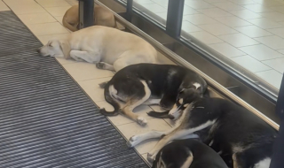 Illustration de l'article : En pleine canicule, ces chiens errants ont trouvé refuge à l’entrée d’un supermarché climatisé pour échapper à la chaleur (vidéo)