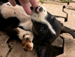 Illustration de l'article : Seule au bord d&rsquo;une route, cette petite chienne abandonn&eacute;e s&rsquo;approche d&rsquo;une inconnue qui d&eacute;cide de ne pas repartir sans elle (vid&eacute;o)
