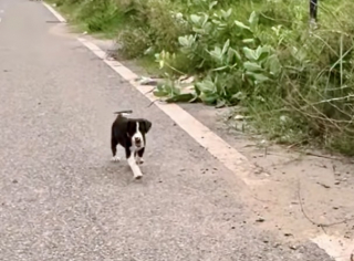Illustration de l'article : Seule au bord d&rsquo;une route, cette petite chienne abandonn&eacute;e s&rsquo;approche d&rsquo;une inconnue qui d&eacute;cide de ne pas repartir sans elle (vid&eacute;o)