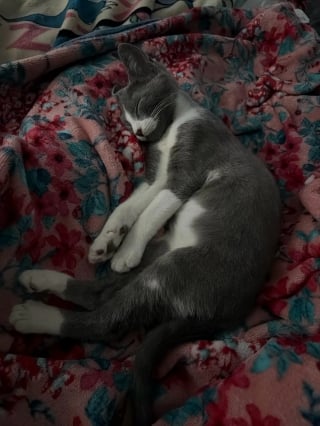 Illustration de l'article : Un sans-abri sauve un chaton de la chaleur en le confiant &agrave; une pharmacie, puis re&ccedil;oit &agrave; manger et &agrave; boire en retour