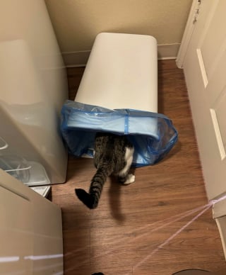 Illustration de l'article : 16 photos de chats qui ont suivi leur curiosité sans réfléchir