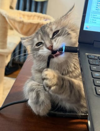 Illustration de l'article : 16 photos de chats qui ont suivi leur curiosité sans réfléchir