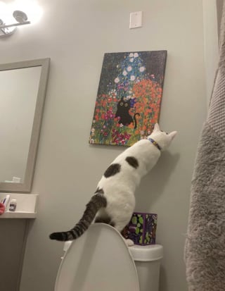 Illustration de l'article : 16 photos de chats qui ont suivi leur curiosité sans réfléchir