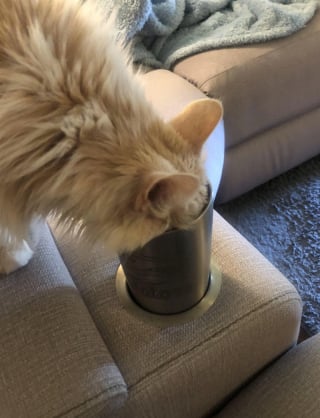 Illustration de l'article : 16 photos de chats qui ont suivi leur curiosité sans réfléchir
