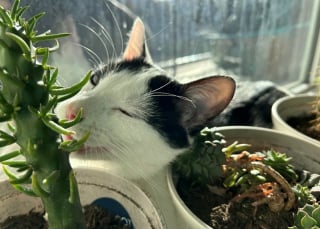 Illustration de l'article : 16 photos de chats qui ont suivi leur curiosité sans réfléchir
