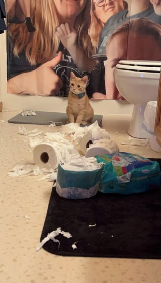 Illustration de l'article : 16 photos de chats qui ont suivi leur curiosité sans réfléchir