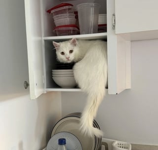 Illustration de l'article : 16 photos de chats qui ont suivi leur curiosité sans réfléchir