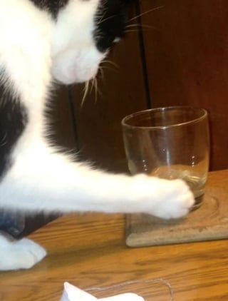 Illustration de l'article : 16 photos de chats qui ont suivi leur curiosité sans réfléchir