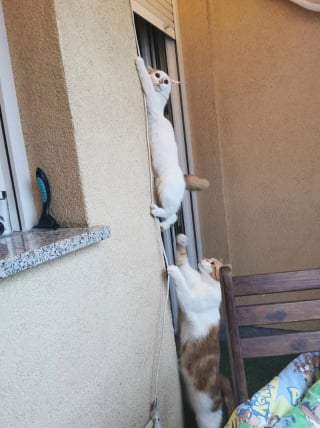 Illustration de l'article : 16 photos de chats qui ont suivi leur curiosité sans réfléchir