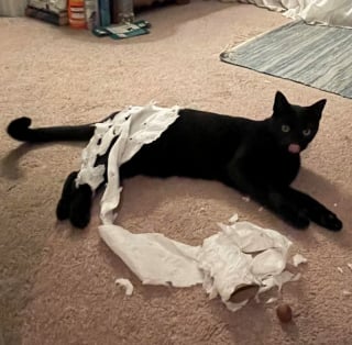 Illustration de l'article : 16 photos de chats qui ont suivi leur curiosité sans réfléchir