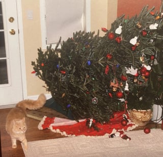 Illustration de l'article : 16 photos de chats qui ont suivi leur curiosité sans réfléchir