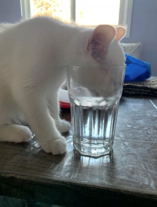 Illustration de l'article : 16 photos de chats qui ont suivi leur curiosité sans réfléchir