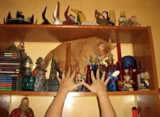 Illustration de l'article : 16 photos de chats qui ont suivi leur curiosité sans réfléchir