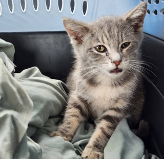 Illustration de l'article : Un chaton secouru par un pneumaticien et confié à une association après avoir parcouru 1300 km sous la voiture d'une étudiante
