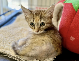 Illustration de l'article : Amputé d'une patte, ce chaton d'un kilo survit à une attaque de chien et attend la famille qui changera sa vie