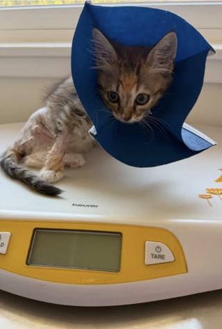 Illustration de l'article : Amputé d'une patte, ce chaton d'un kilo survit à une attaque de chien et attend la famille qui changera sa vie