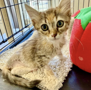 Illustration de l'article : Amputé d'une patte, ce chaton d'un kilo survit à une attaque de chien et attend la famille qui changera sa vie