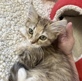 Illustration de l'article : Amputé d'une patte, ce chaton d'un kilo survit à une attaque de chien et attend la famille qui changera sa vie