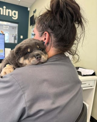 Illustration de l'article : Un chiot Shar-Pei de 7 semaines opéré en urgence après s'être retrouvé avec un hameçon de pêche coincé dans la joue