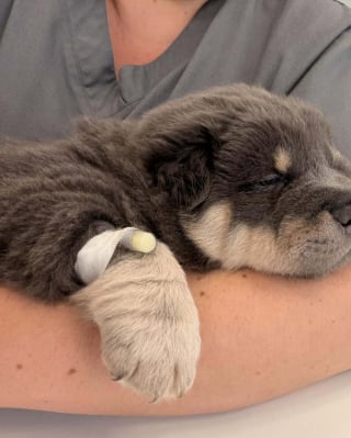 Illustration de l'article : Un chiot Shar-Pei de 7 semaines opéré en urgence après s'être retrouvé avec un hameçon de pêche coincé dans la joue