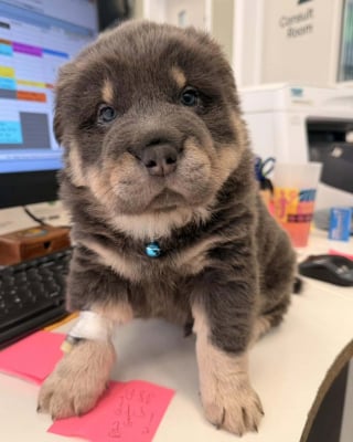 Illustration de l'article : Un chiot Shar-Pei de 7 semaines opéré en urgence après s'être retrouvé avec un hameçon de pêche coincé dans la joue