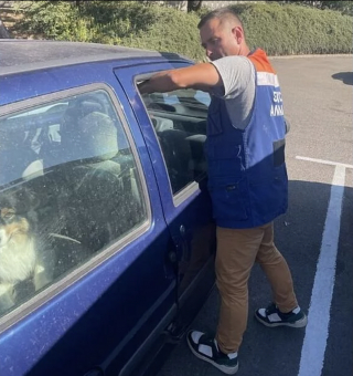 Illustration de l'article : Un Berger Australien retrouvé déshydraté dans une voiture en plein soleil à Saint-Martin-Boulogne (62), une plainte déposée