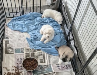 Illustration de l'article : En route pour travailler, un automobiliste s&rsquo;arr&ecirc;te pour sauver 8 chiots tremp&eacute;s et enferm&eacute;s dans une cage