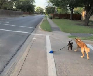 Illustration de l'article : Une promenade ordinaire se transforme en v&eacute;ritable course contre la montre pour r&eacute;cup&eacute;rer un chien dont la laisse s'est rompue