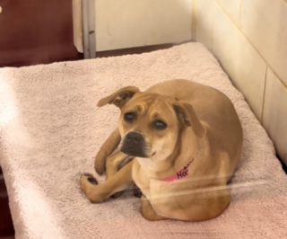 Illustration de l'article : Seule et inconsolable apr&egrave;s le d&eacute;part de sa soeur, cette chienne renoue avec le bonheur en &eacute;tant adopt&eacute;e &agrave; son tour (vid&eacute;o)
