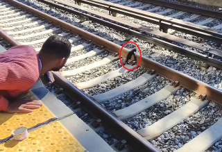Illustration de l'article : A quelques minutes de l'arriv&eacute;e d'un train, ils sauvent un chaton coinc&eacute; sur les rails en miaulant et en jetant de la nourriture 