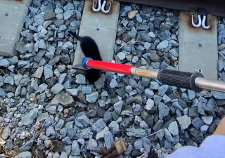 Illustration de l'article : A quelques minutes de l'arriv&eacute;e d'un train, ils sauvent un chaton coinc&eacute; sur les rails en miaulant et en jetant de la nourriture 