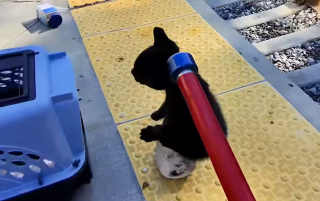Illustration de l'article : A quelques minutes de l'arriv&eacute;e d'un train, ils sauvent un chaton coinc&eacute; sur les rails en miaulant et en jetant de la nourriture 