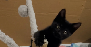 Illustration de l'article : A quelques minutes de l'arriv&eacute;e d'un train, ils sauvent un chaton coinc&eacute; sur les rails en miaulant et en jetant de la nourriture 